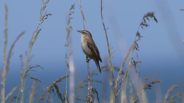 A sedge warbler (Acrocephalus schoenobaenus) perched among reeds
