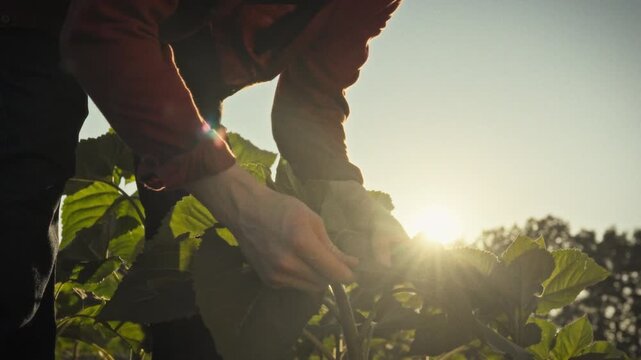 A young farmer stands in an open industrial field at dusk, closely inspecting the leaves of a newly emerged sunflower sprout, part of routine agricultural monitoring on cultivated land
