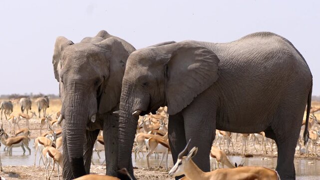 Two African elephants cooling down in a waterhole, Etosha National Park, Namibia.