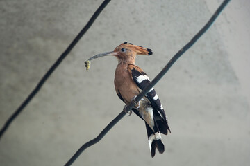 Eurasian hoopoe bird perched with an insect in its beak.  A striking medium close-up photograph capturing an exotic Eurasian hoopoe (Upupa epops) perched gracefully on a metal wire.  © Champ