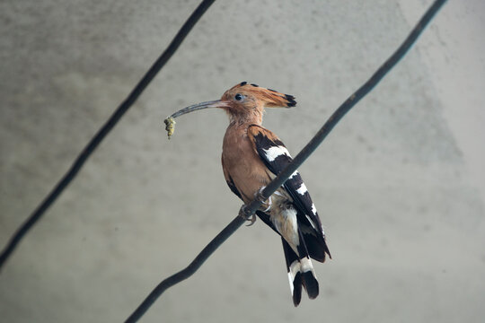 Eurasian hoopoe bird perched with an insect in its beak.  A striking medium close-up photograph capturing an exotic Eurasian hoopoe (Upupa epops) perched gracefully on a metal wire. 