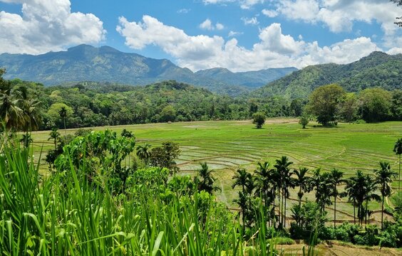 Culture du riz, r&eacute;gion de Ella. Sri Lanka.