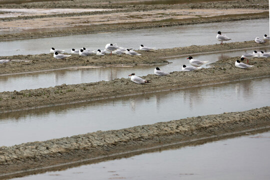 vie autour des oeillets des marais salants de Noirmoutier