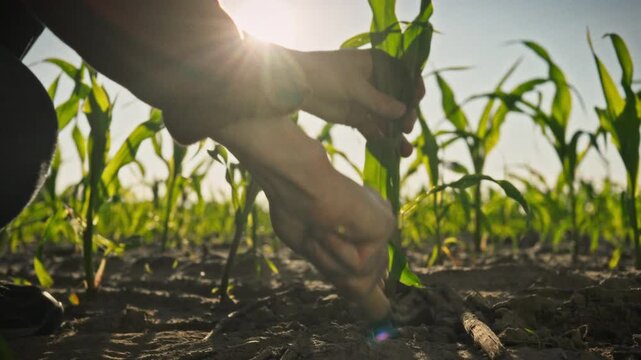 An agronomist with a shovel digs up a young corn plant with shovel in an open field, studying its growth rate and conducting field tests. The concept of modern scientific agriculture and crop control