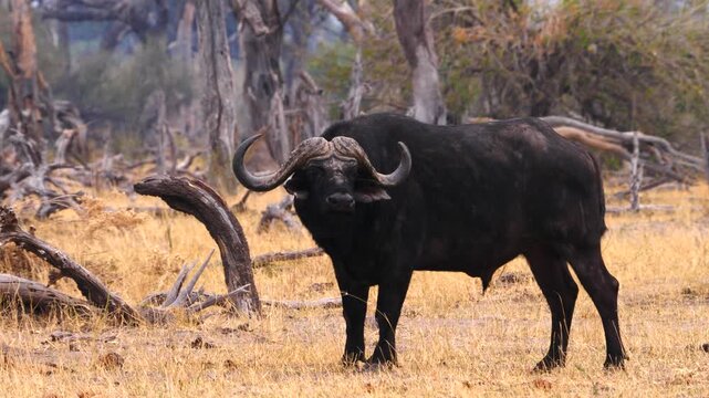 strong buffalo, Syncerus caffer, with powerful horns at the edge of the forest 016 
