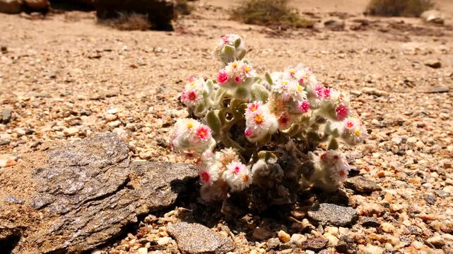 Suedwester Edelweiss, Helichrysum roseoniveum, in dried up riverbed 688