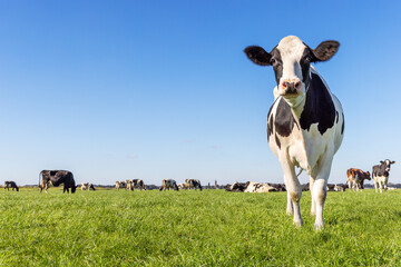 Authentic cow, friesian in the Netherlands, right side edge, full length, a blue sky © Clara