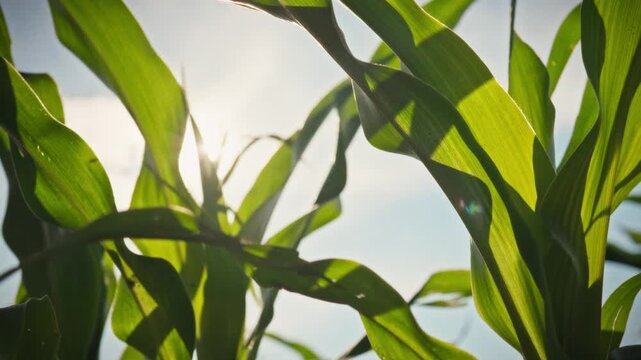 Close-up of corn leaves and ears against a bright blue sky and afternoon sun. The smooth camera movement reveals the detailed texture of the green crop. Conceptually for organic farming
