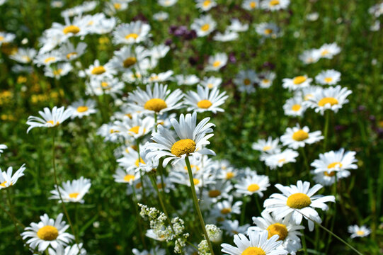White Daisies Blooming in a Sunny Meadow Matricaria chamomilla