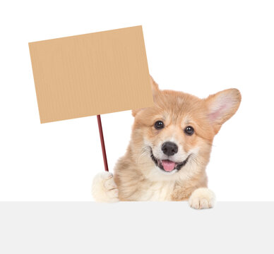 Happy cute Pembroke Welsh Corgi puppy looks above blank white banner and shows blank placard. isolated on white background