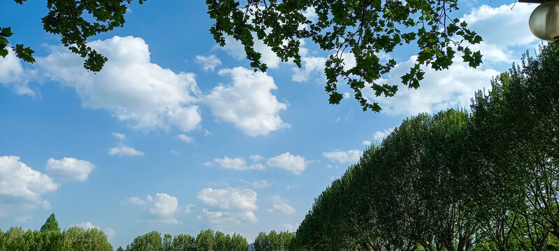 Bright Blue Sky with Fluffy White Clouds and Lush Green Trees