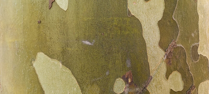 Green and Brown Mottled Texture of Peeling Tree Bark