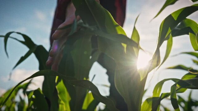 Farmer walks through field, gently running his hand over corn leaves slow motion. bright sun shines through leaves, illuminating his hand. Conceptually, this image depicts love land and caring harvest