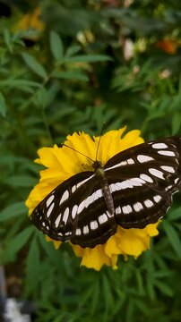 Black and White Butterfly on Yellow Marigold Flower in Tropical Garden 4K Video
