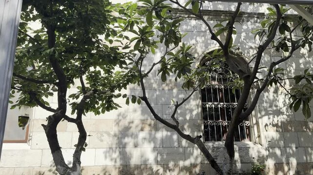 Sunlit mango tree branches creating natural shadow patterns on the ancient stone facade of a traditional Jerusalem home, Israel.