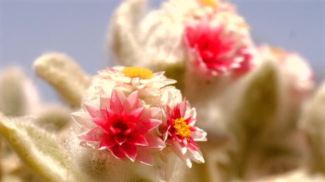 Suedwester Edelweiss, Helichrysum roseoniveum, in dried up riverbed, close 701