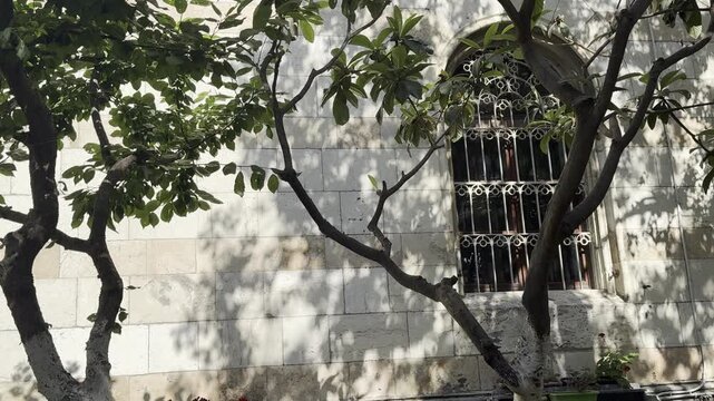 Mango trees casting leafy shadows on the stone wall of a historic house in Jerusalem, Israel.