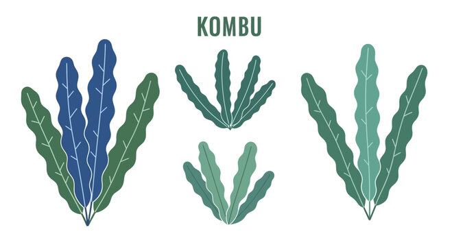Kombu Seaweed Illustration: Various Styles and Colors of Edible Kelp