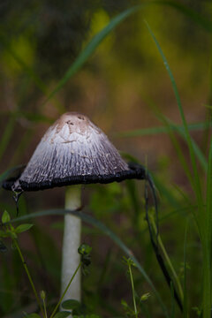 Shaggy ink cap mushroom, lawyers wig or Coprinus comatus among green grass. Macro shot, soft focus