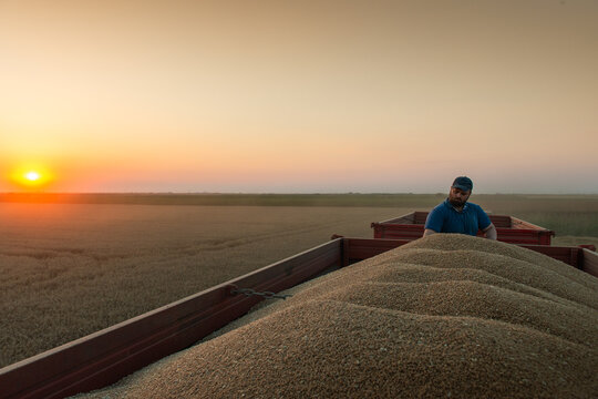 Farmer pouring harvested wheat from hands during grain harvest