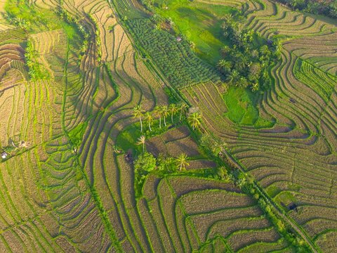 Aerial view of lush green terraced rice fields in Kemumu, Arma Jaya, featuring intricate patterns carved into hillsides with scattered palm trees in Arga Makmur, Bengkulu, Indonesia.