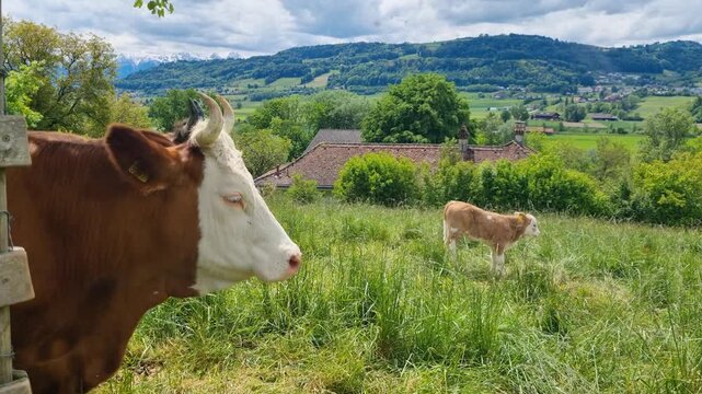 A herd of Simmental cows with a calf stands on a lush green alpine pasture in Muri, Bern, under a sunny sky, enjoying a peaceful day in the Swiss mountains while fighting off flies, Switzerland
