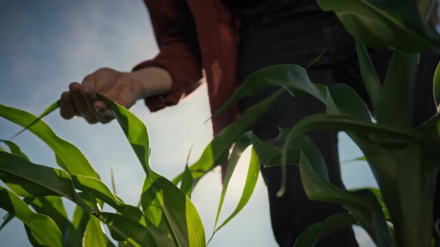 In a corn field, a farmer carefully inspects the green leaves and stalks of the crop under bright sunlight. Concept of agronomic monitoring and precision agriculture