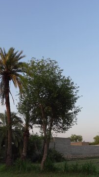 Beautiful voice of Asian Koel siting on  Dates trees, outdoor video