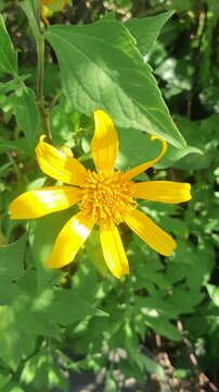 The yellow flower is absolutely beautiful.