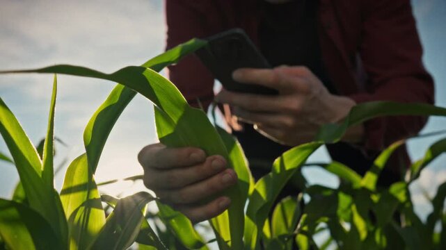 In a rural area, a farmer bends over corn cobs and photographs the leaves, collecting information on the growth process. A concept for agronomic monitoring and precision farming