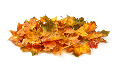 Fototapeta premium Autumn leafs pile