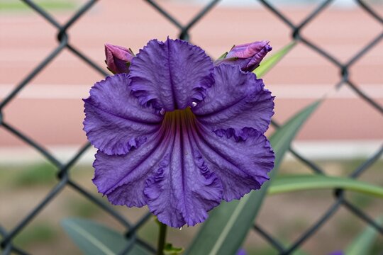 A purple flower on a chain link fence