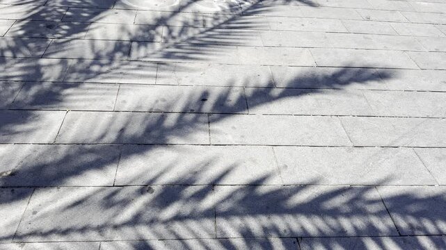 Shadows of date palm leaves cast on sunlit asphalt in bright, clear weather. A strong midday sun creates sharp, graphic patterns of foliage on the ground, evoking a typical warm urban scene in Israel.