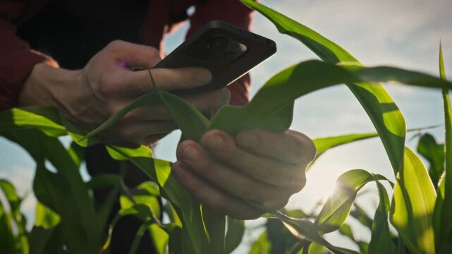 In an open field, a farmer takes a photo of green corn leaves with a smartphone, recording data on the crop's condition. A concept for digital farming and precision agriculture