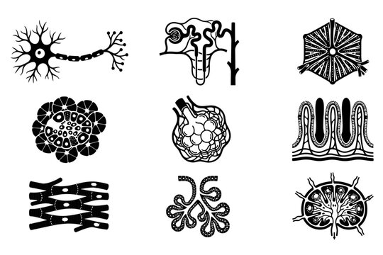 Set human internal organs pancreas heart eye science biology