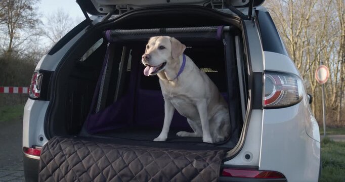 A yellow labrador dog sitting in the trunk of a car parked in a scenic outdoor area