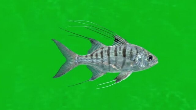Fish Video of one Atlantic threadfin are swimming on the green screen background