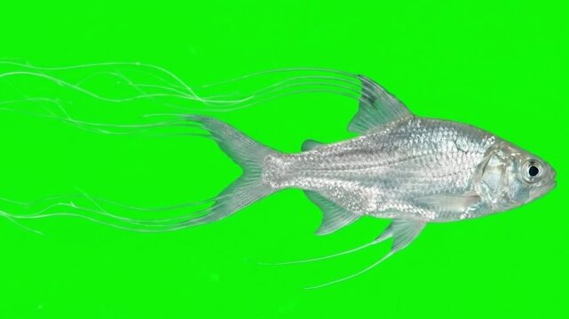 Fish Video of one Atlantic threadfin are swimming on the green screen background