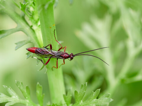 The Long-Tailed Parasitoid: Ichneumonidae Wasp