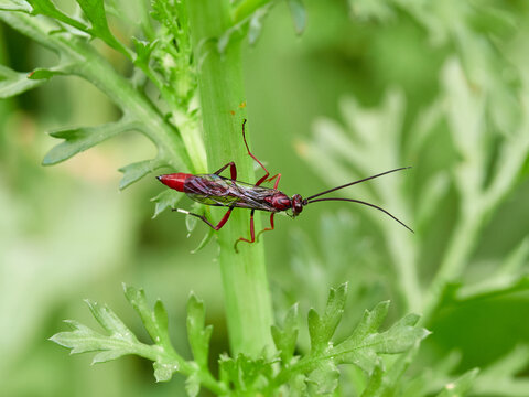 The Long-Tailed Parasitoid: Ichneumonidae Wasp