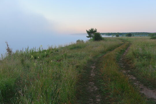 lavender field in the morning