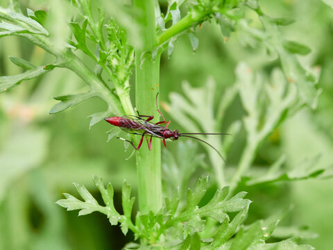 The Long-Tailed Parasitoid: Ichneumonidae Wasp