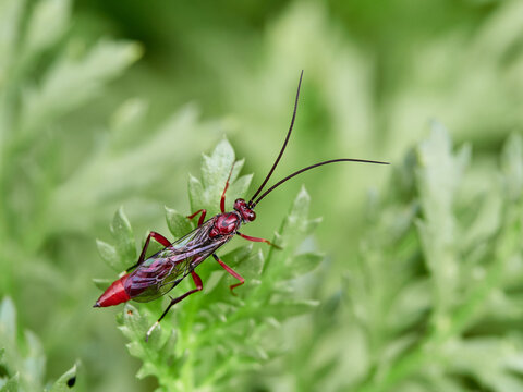 The Long-Tailed Parasitoid: Ichneumonidae Wasp