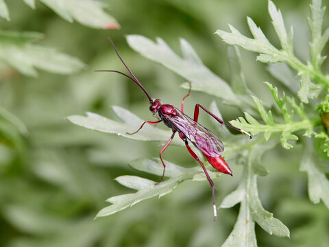 The Long-Tailed Parasitoid: Ichneumonidae Wasp