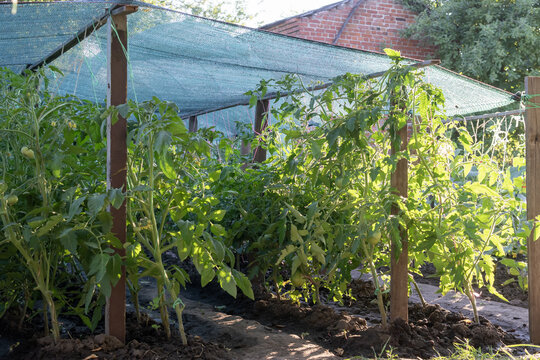 Tomato plants protected by shade net in home vegetable garden during summer heat for healthy organic crop growth