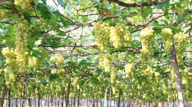 Footage of Ripening Green Grapes on Vines in Thai Vineyard, Symbol of Abundance and Renewal