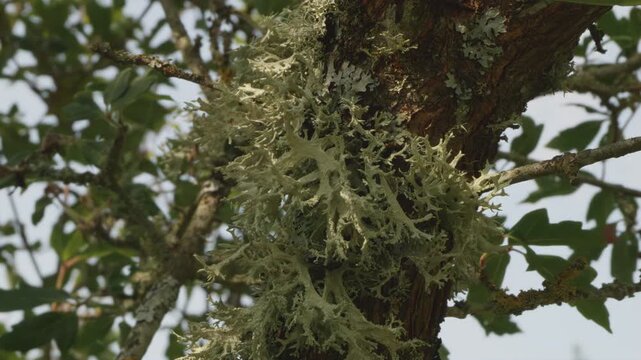 Lichen growing and covering tree trunk backdrop stock footage