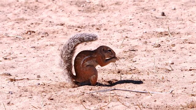 ground squirrel, Xerus inauris, makes shadow by using his bushy tail as a parasol  496