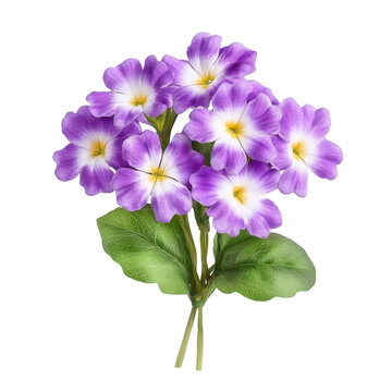 Vibrant purple primula cluster with lush green foliage isolated on white background