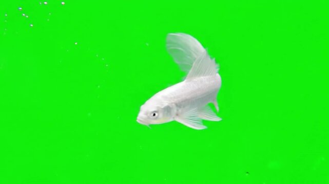 Fish Video of one Platinum Ogon Butterfly Koi are swimming on the green screen background